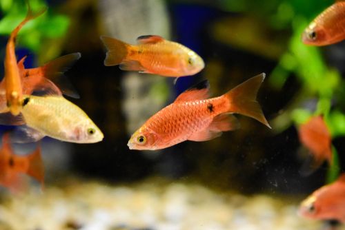 Breeding gold barb fish