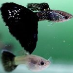 Cobra Guppy Care Guide