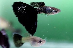 Read more about the article Cobra Guppy Care Guide<span class="wtr-time-wrap after-title"><span class="wtr-time-number">10</span> min read</span>