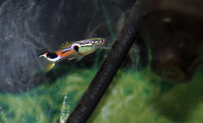 Common diseases and complications in endler guppies