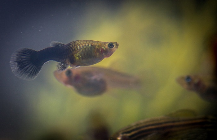 Common diseases and complications in pregnant guppy