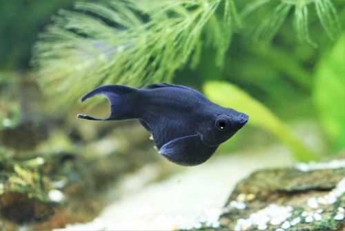 Common pests and diseases of black mollies