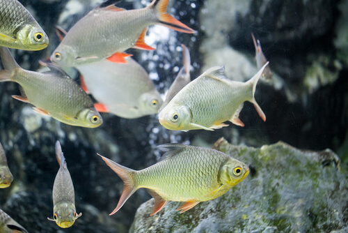 Different Types Of Barb Fish