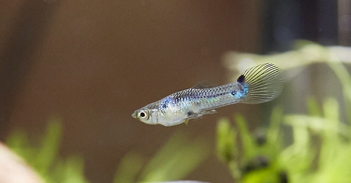 What is the average endler guppy size?