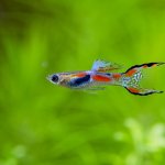 Endler Guppy Care Guide