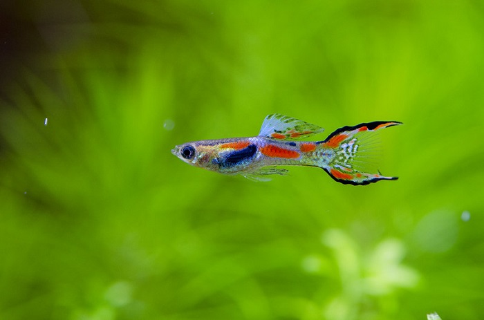 Endler guppy outlet care