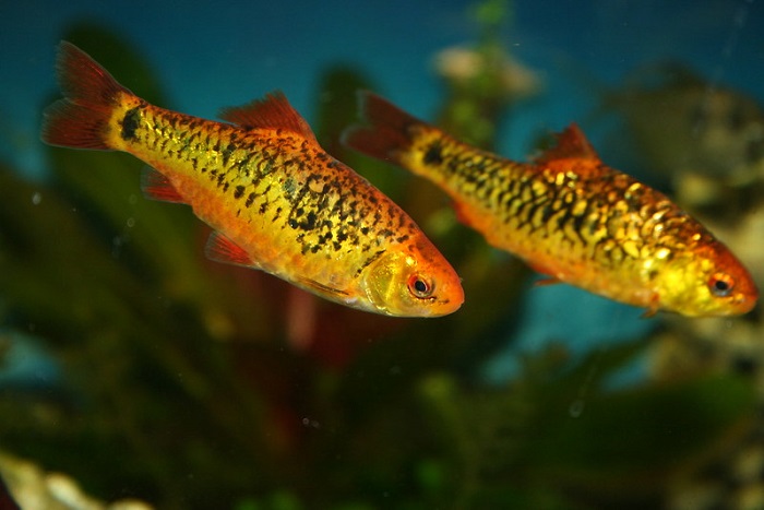 Gold barb fish size and lifespan