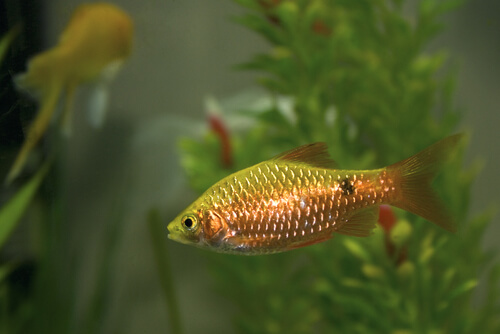 Gold Barb (Chinese Barb)