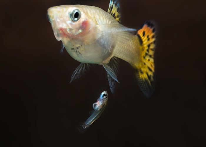 Do Guppies Give Birth