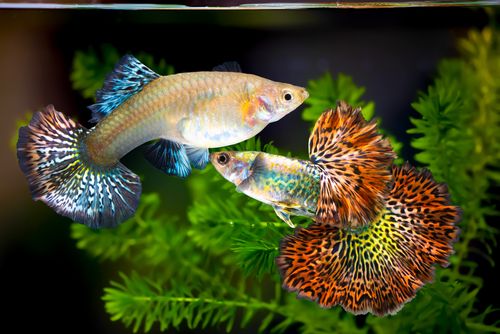 Mating of guppies