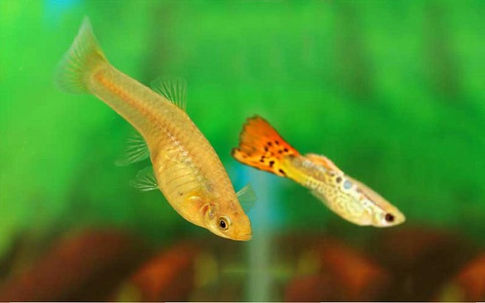 How to tell if a guppy is pregnant