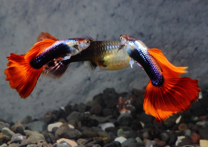 Choosing and introducing your tuxedo guppies