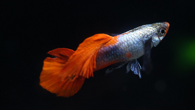 Koi Tuxedo