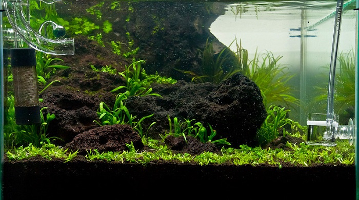 Live plants for your blue guppies