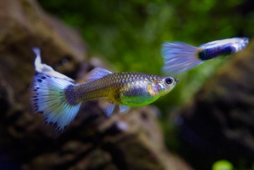 Placing new guppies in the tank