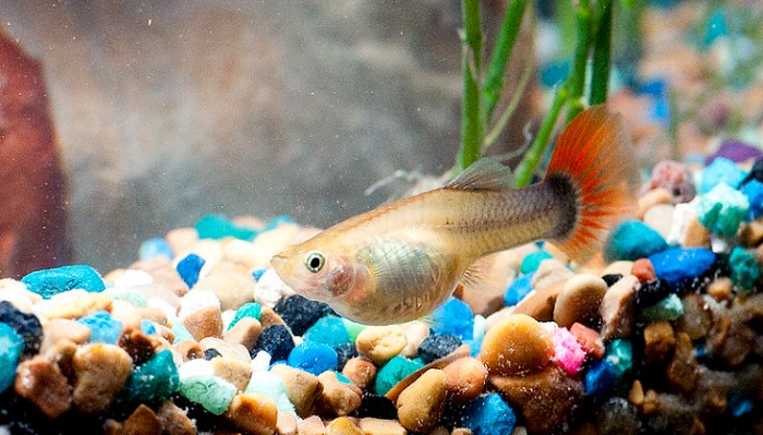 Planning for pregnant guppy care