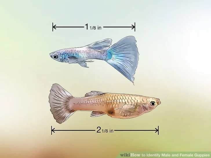 Sexual dimorphism in guppies