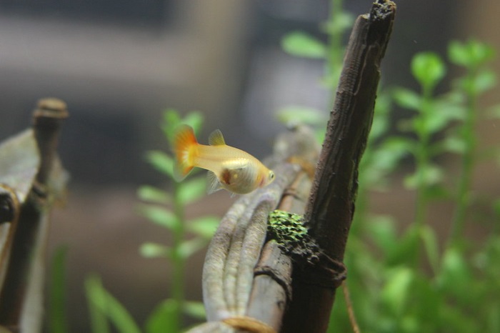 Tank setup and maintenance for pregnant guppy fish