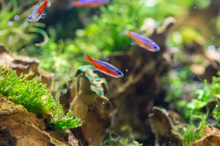 Tank setup and maintenance of cardinal tetra 