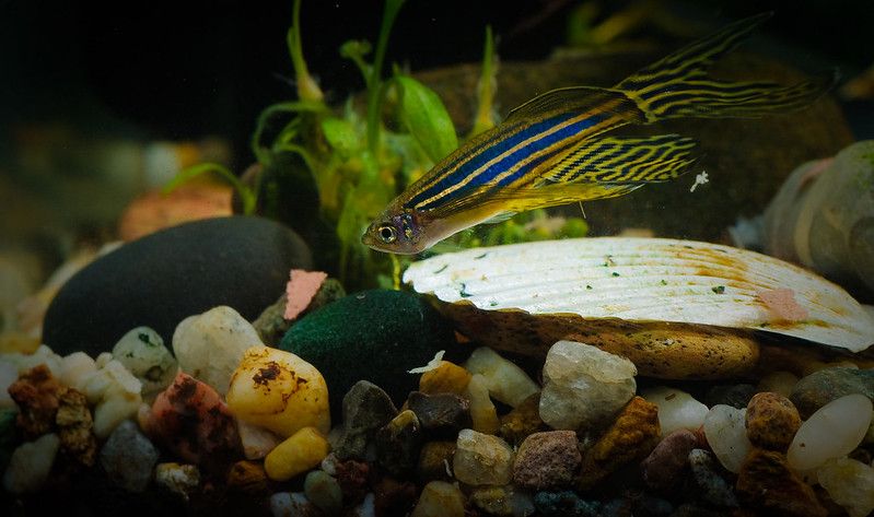 zebra danio longfin are shoaling fish