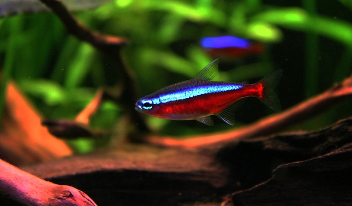 Cardinal tetra fish pests and diseases 