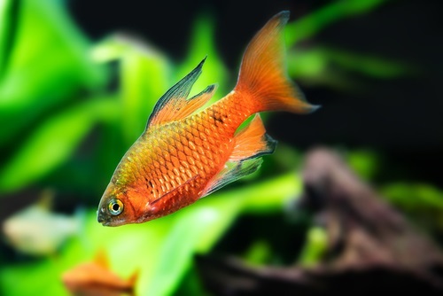 Common pests and diseases in gold barb fish