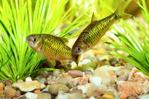 Small Barb Fish Species For Your Tank