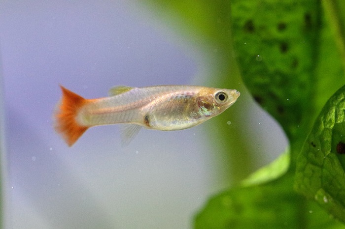 pregnant Guppies