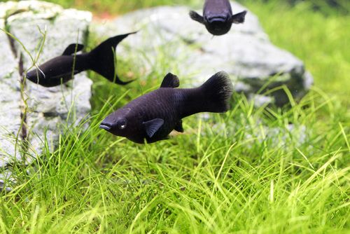 How to breed black mollies