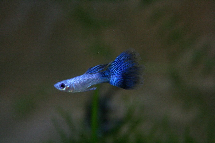 Common pests and diseases in guppies