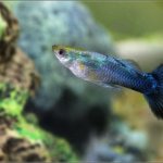 Blue Guppy Care Guide