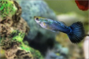 Read more about the article Blue Guppy Care Guide<span class="wtr-time-wrap after-title"><span class="wtr-time-number">11</span> min read</span>