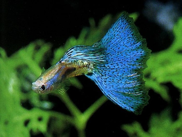 Temperament and behaviour of blue guppy