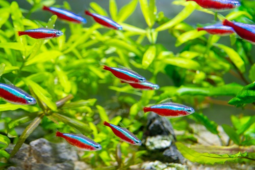 Breeding of cardinal tetra