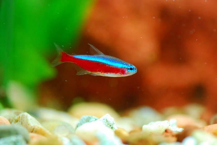 Cardinal tetra size