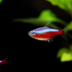 Cardinal Tetra Care Guide