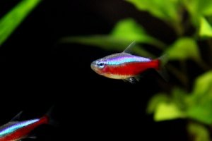 Read more about the article Cardinal Tetra Care Guide<span class="wtr-time-wrap after-title"><span class="wtr-time-number">9</span> min read</span>