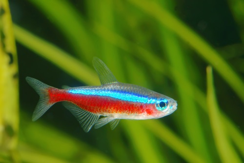 How to look after a pregnant neon tetra properly