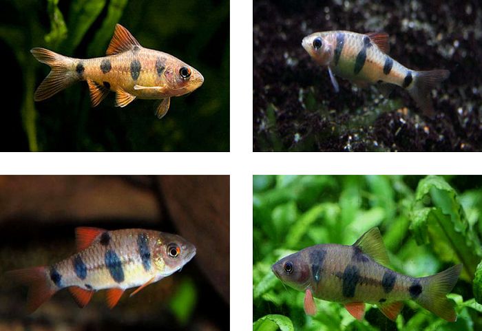 10-most-recommended-barb-fish-types-your-aquarium-place