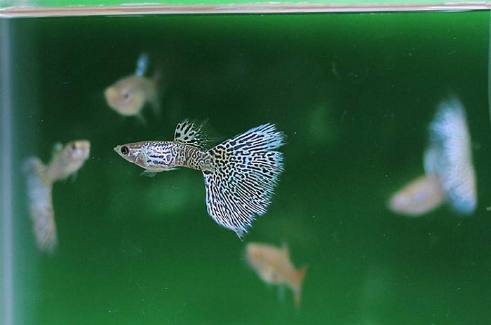 New guppies for your aquarium