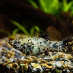 Dalmatian Molly Care Guide