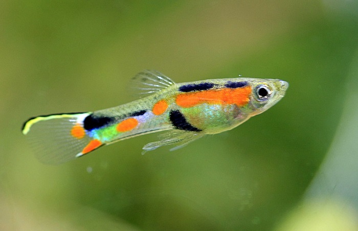 How does the endler guppy differ from other fancy guppies?