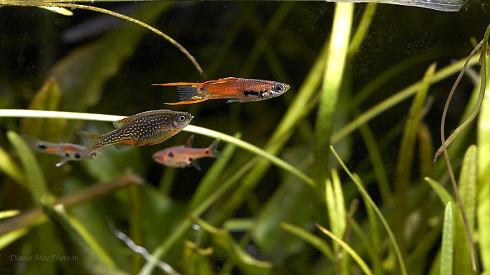 Best tankmates for endler guppies