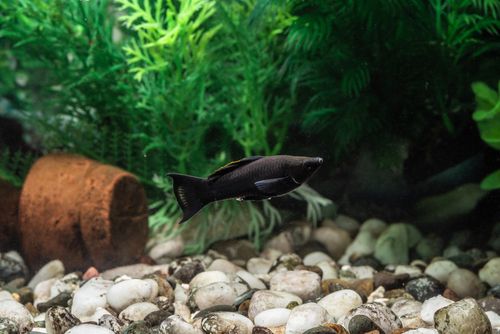 Temperament and behaviour of black mollies