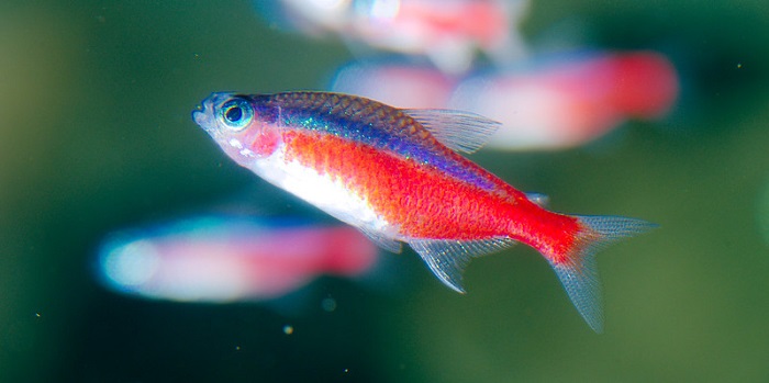 Feeding to cardinal tetra