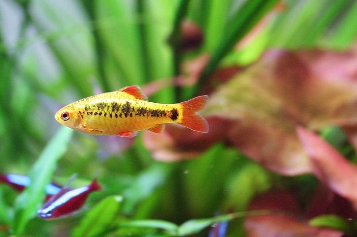 Introducing your new fish for gold barb fish