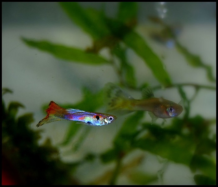 Male-To-Female Ratio in guppy fish