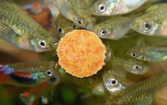 Feeding Guppy fish