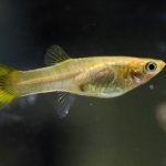 How To Get The Best Guppies’ Lifespan?