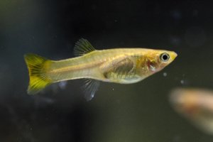 Read more about the article How To Get The Best Guppies’ Lifespan?<span class="wtr-time-wrap after-title"><span class="wtr-time-number">9</span> min read</span>